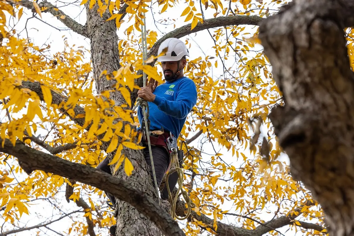 Skilled Tree Planing crew working in Oswego